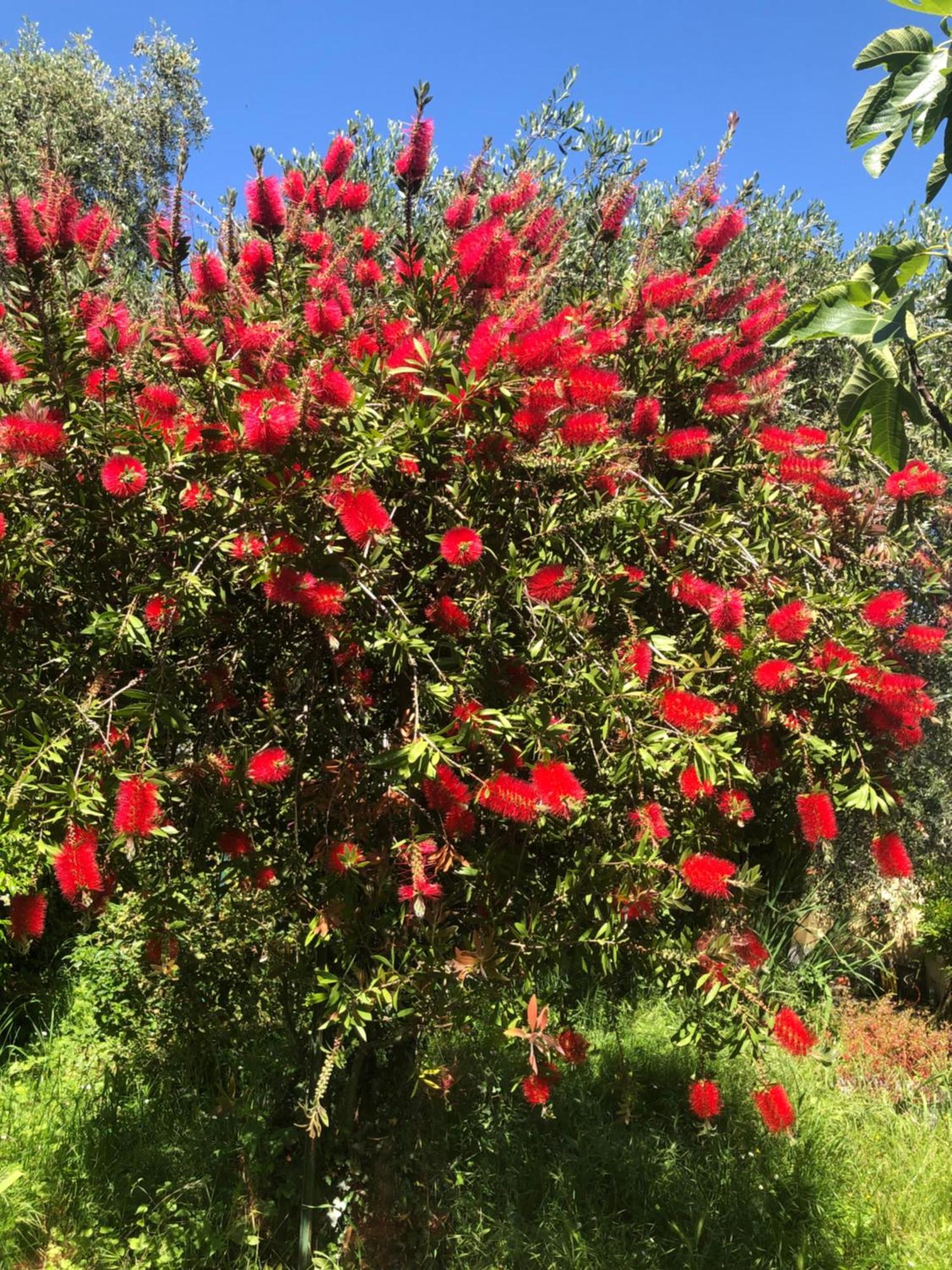 La Primula Vicinanza 5 Terre Villa Ricco del Golfo di Spezia Luaran gambar